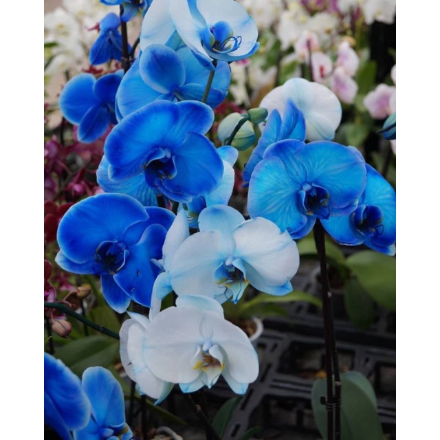 Tanaman Hias Anggrek bunga biru Anggrek Dendo sintia