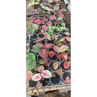 keladi hybrid ORI biji dibawah 50k