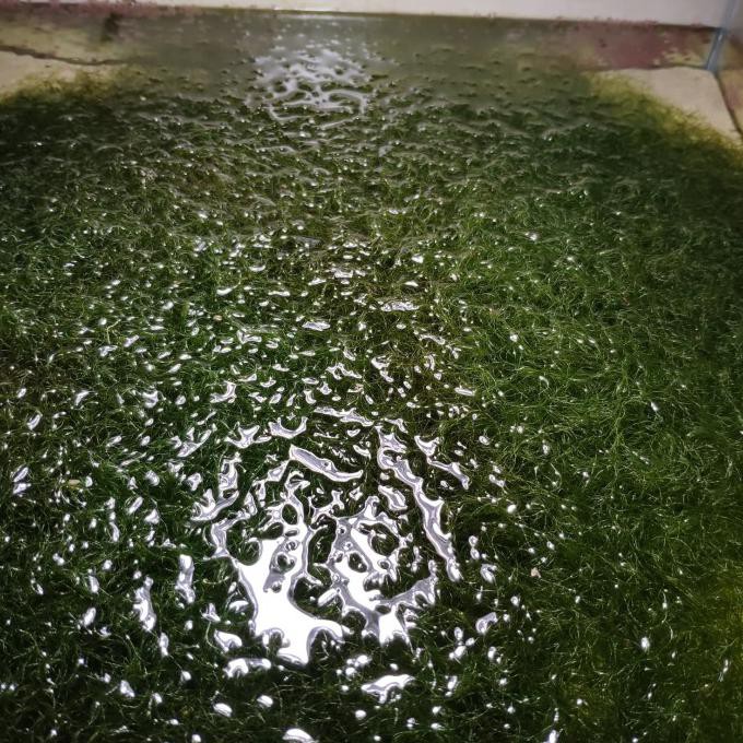 

Makro Algae Chaetomorpha khusus Grab/gosend