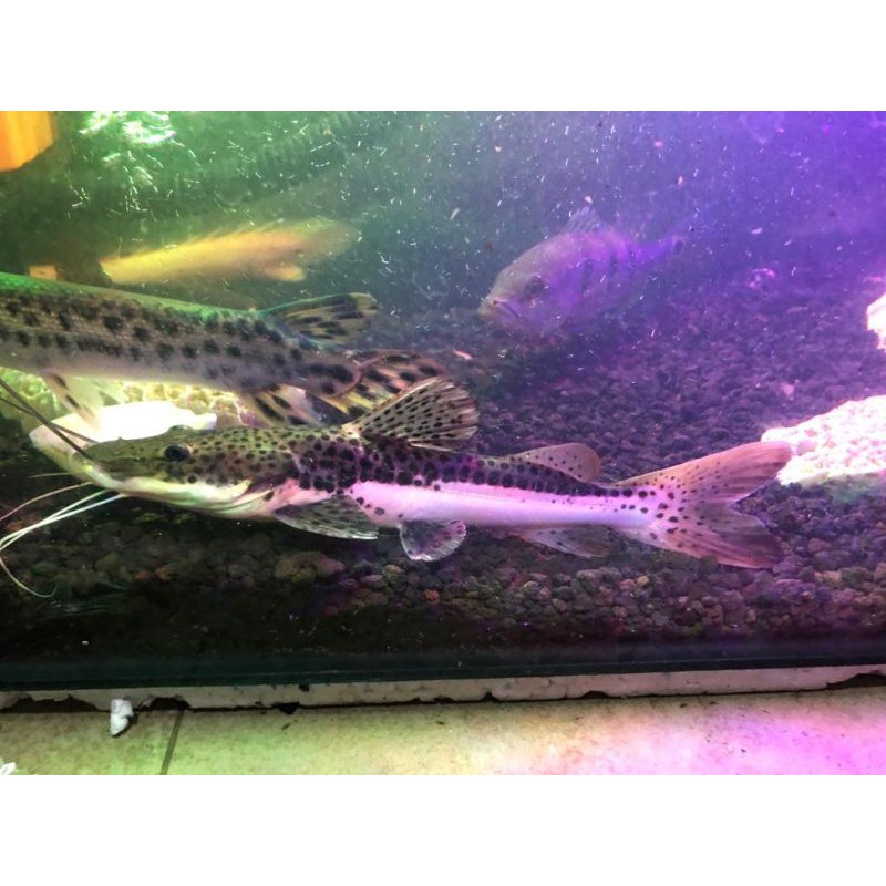 Ikan Leopard Catfish Ikan Predator