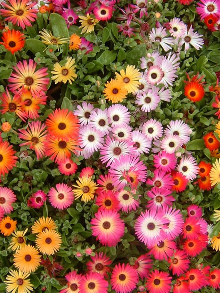 Haira Seed Bibit-Biji Bunga Daisy Livingstone Ice Plant Mix