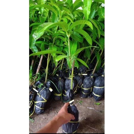 BIBIT MANGGA CANGKOK  TEOJE,SUKANA,MAHATIR.KELAPA,IRWIN, GADUNG