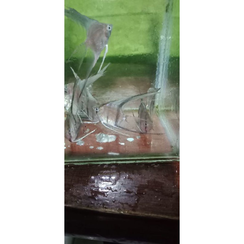 ikann hias manfish blue Pinoy slayerr