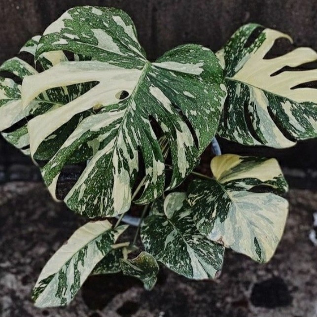 monstera monthai variegata Bibit/Bonggol Tanaman Hias