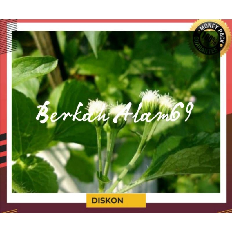 

Promo Akar Badotan Segar 250gr murah