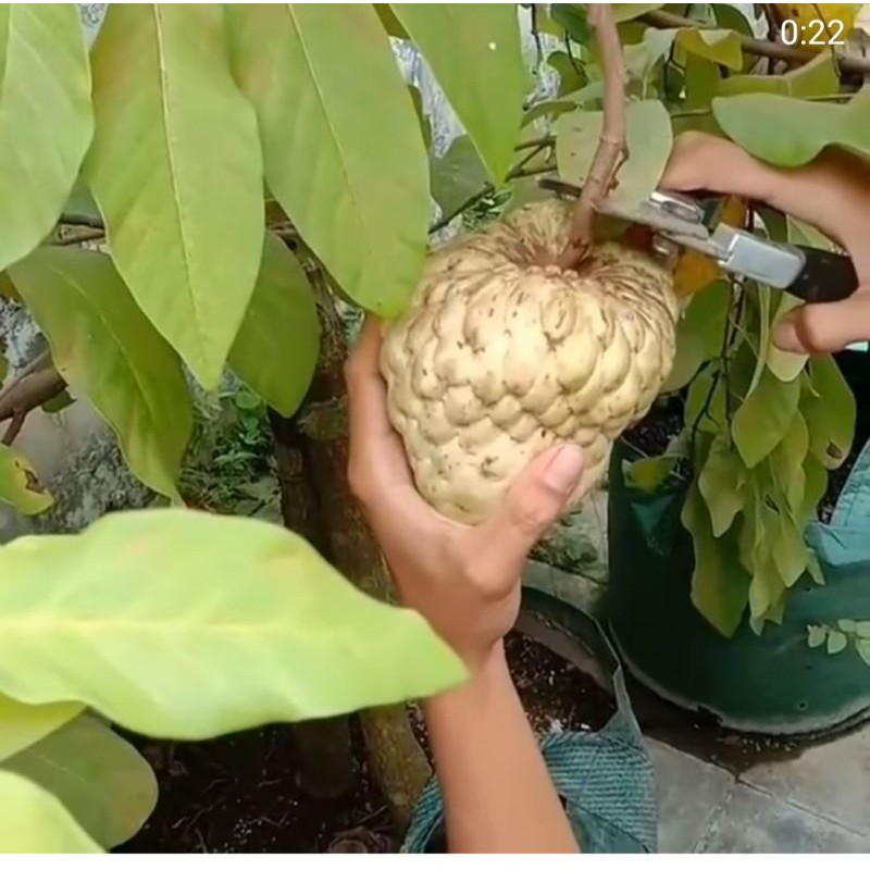 

paket bibut,alpukat,srikaya,tabebuya,duku,juwet,manggis,sirsak