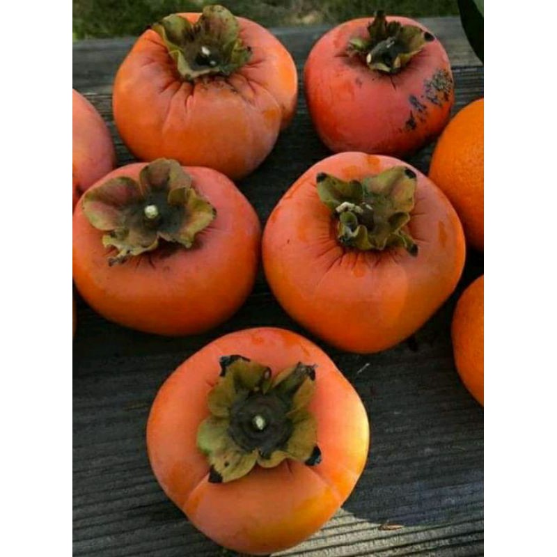 bibit kesemek cangkok