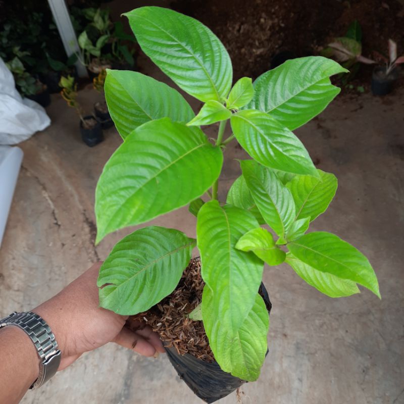 Bunga nusa indah - Nusa indah Pink