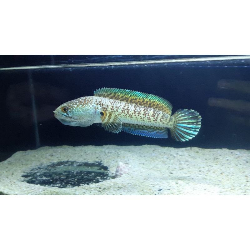 CHANA AURANTI 19-20cm