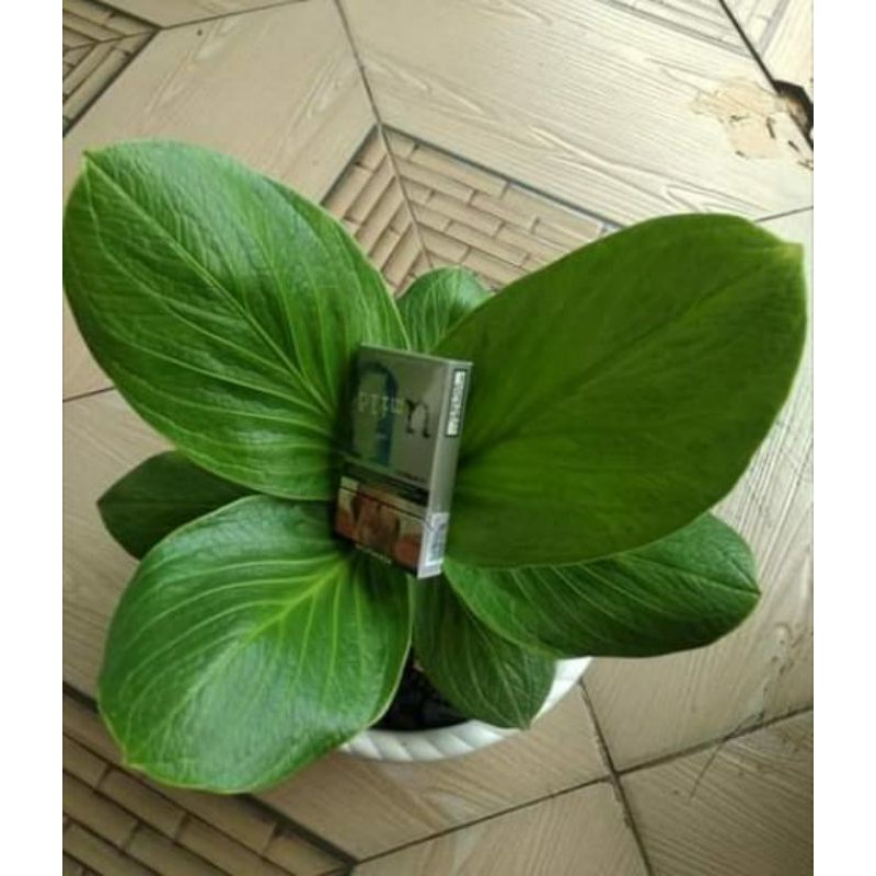 jemani eka (esmeralda cobra)