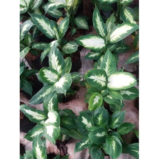 Tanaman Hias Aglaonema Sri Rezeki Putih, sri rezeki, blanceng tisu