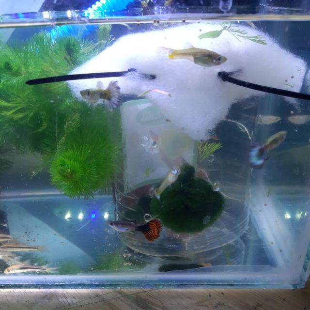 Marimo Moss Ball In Jar Tinggi 240 Ml 1< Alga Jepang