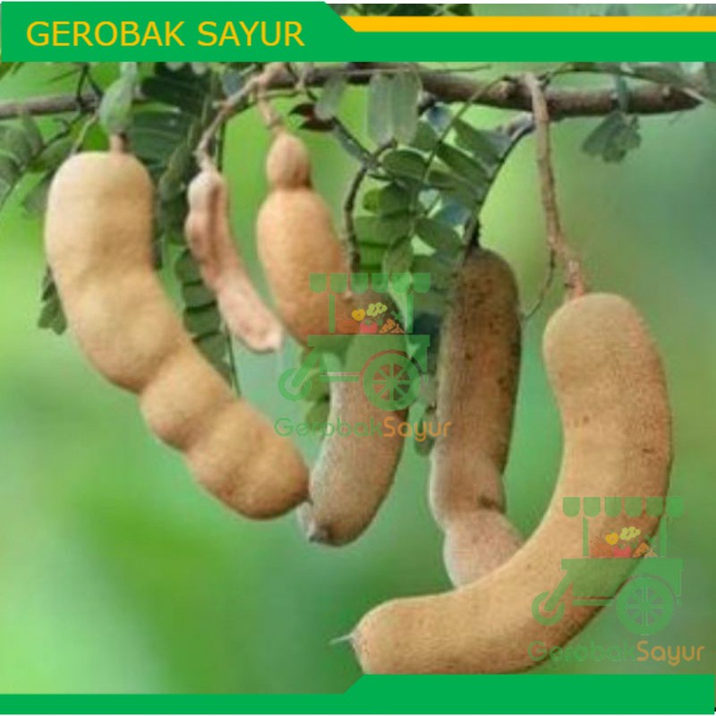 

Asam Jawa Mentah 250 g