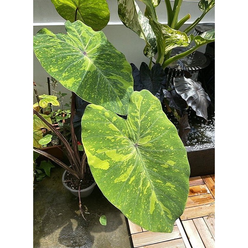 Colocasia lime gecko