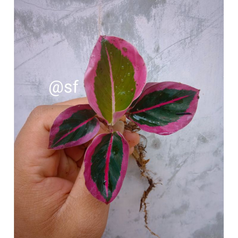 CALATHEA SINTIA PINK MURAH