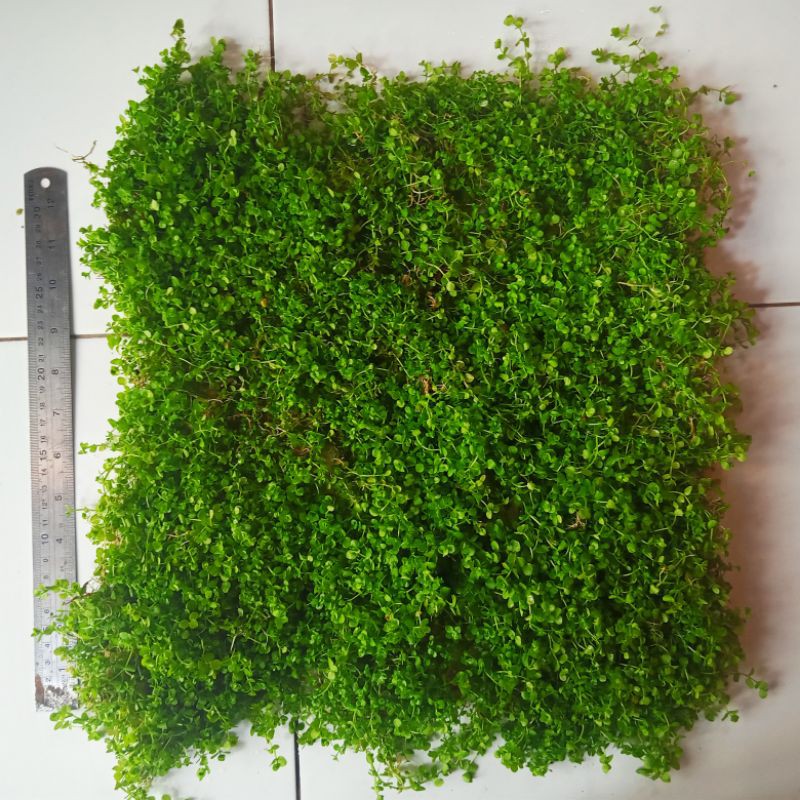 Tanaman Aquascape Montecarlo /paket grosir /murah/karpet plant