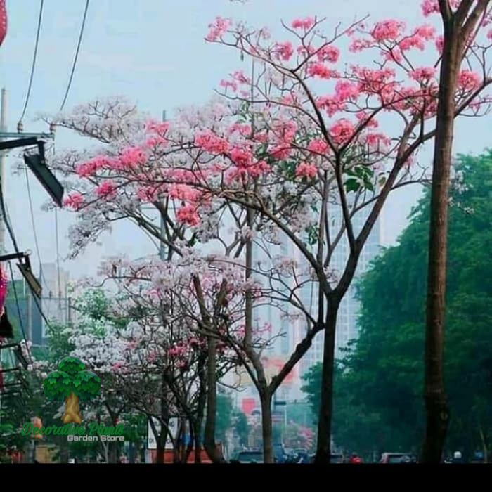 Tanaman hias tabe buya bunga pink - bibit pohon