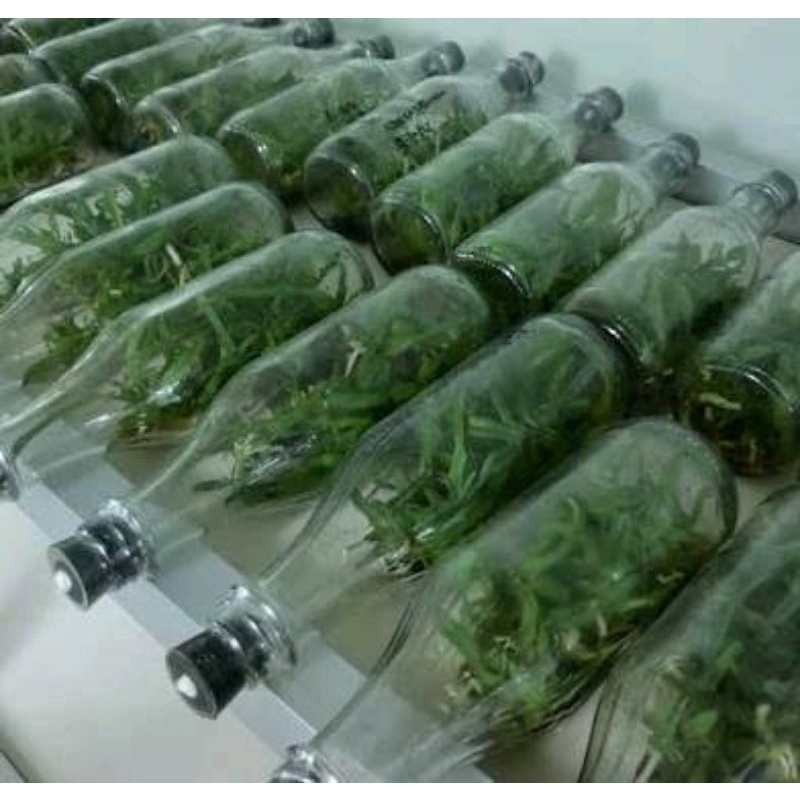 bibit botol anggrek grammatophyllum/botolan anggrek bulan/botolan anggrek dendro