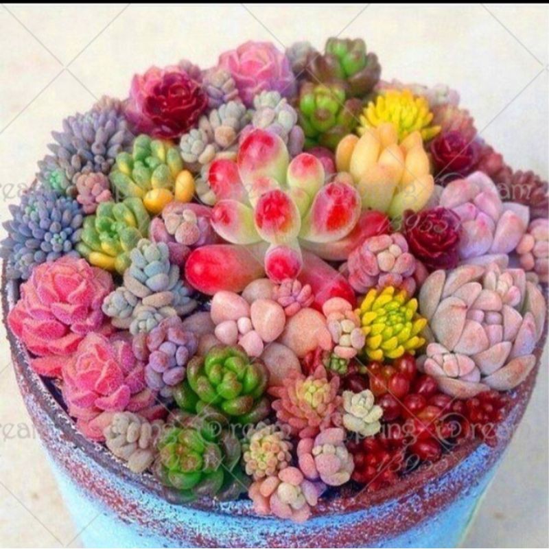 (ISI 10 BIJI) MIX BIJI KAKTUS SEKULEN IMPORT