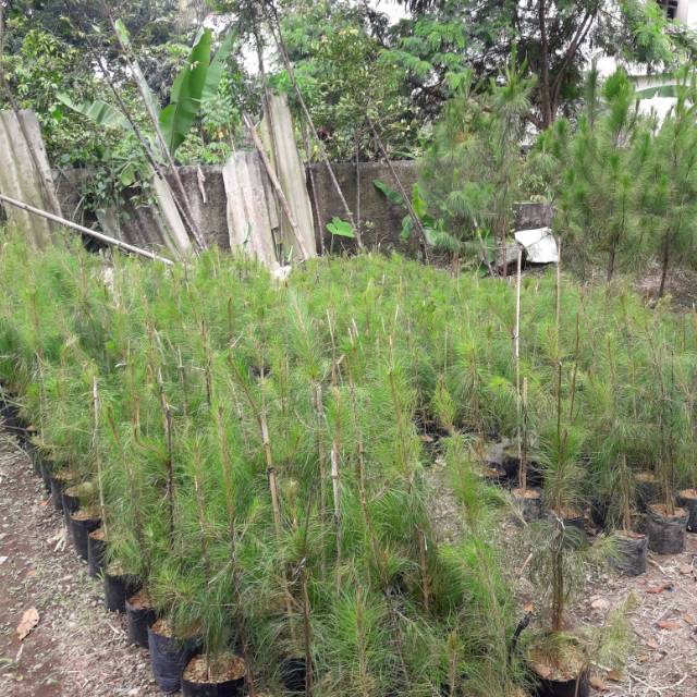 Bibit pohon pinus