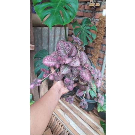 episcia strawberry patch rimbun