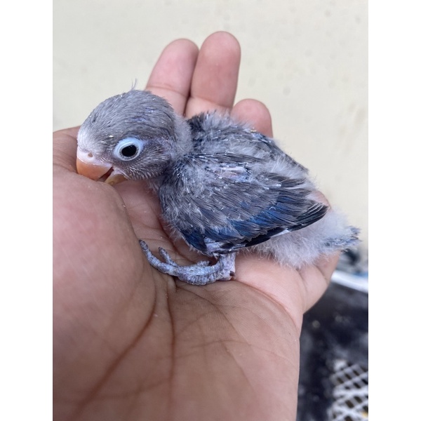 lovebird lolohan euwing blue