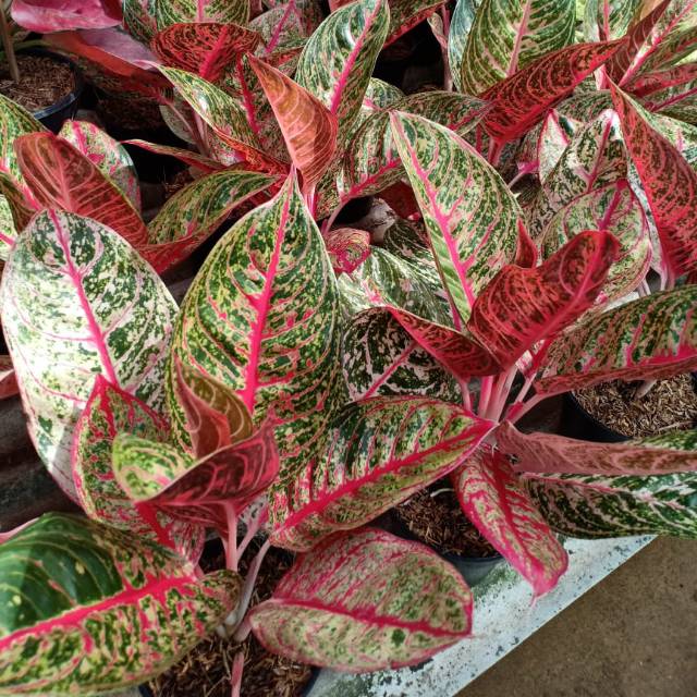 Aglaonema Diana