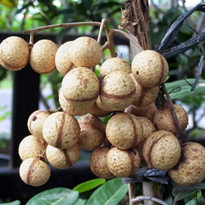 Bibit Tanaman Buah KELENGKENG AROMA DUREN Premium