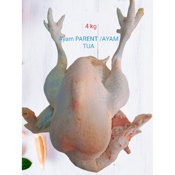 

AYAM PARENT /AYAM TUA PER EKOR