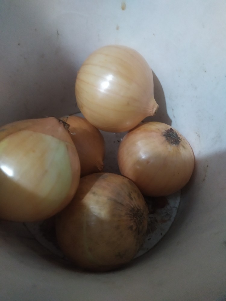 Bawang Bombay 1 Kg Jamin Termurah