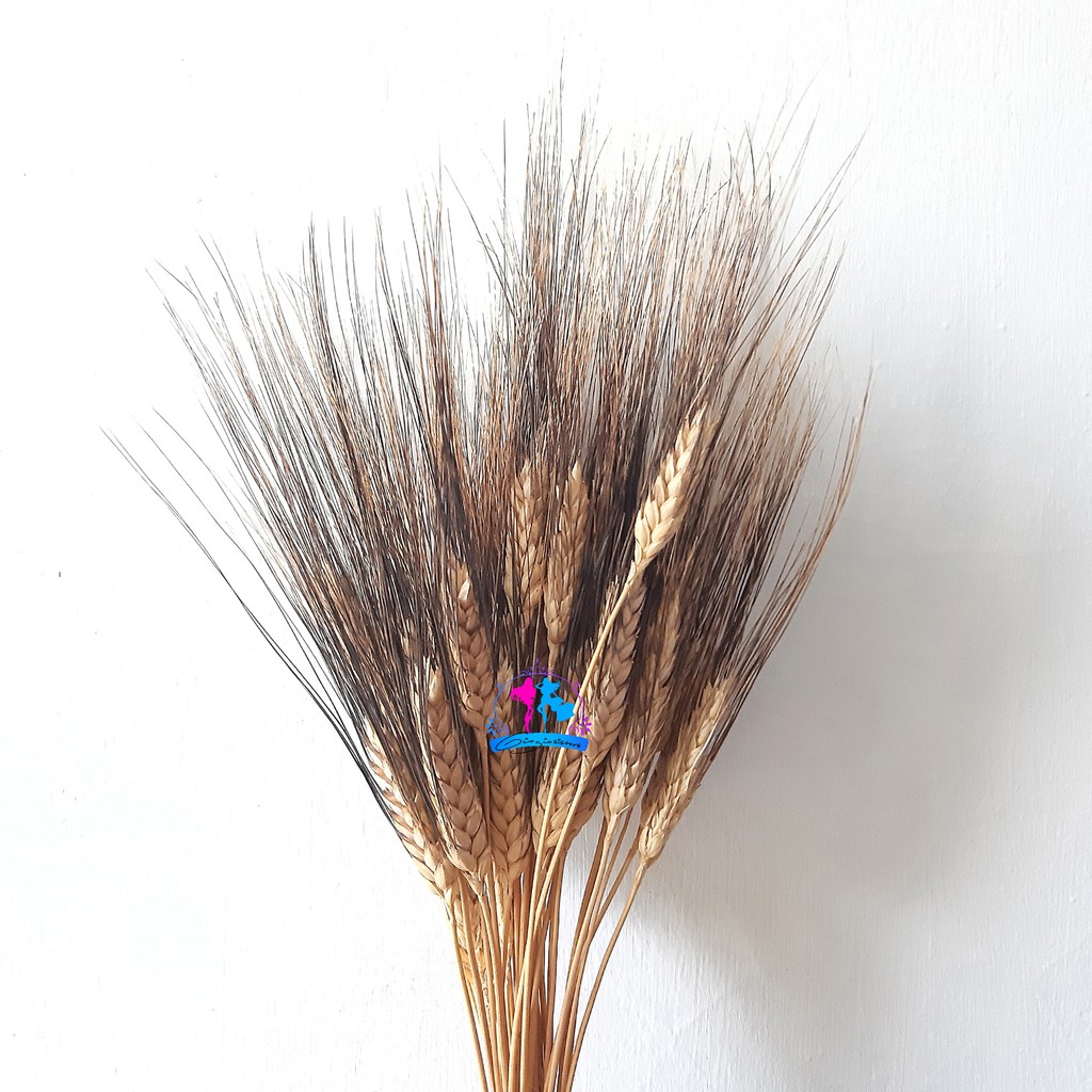 1 ikat Gandum Hitam Kering Hias Tipe Black Barley 1 ikat Gandum Hitam Kering Hias Tipe Black Barley
