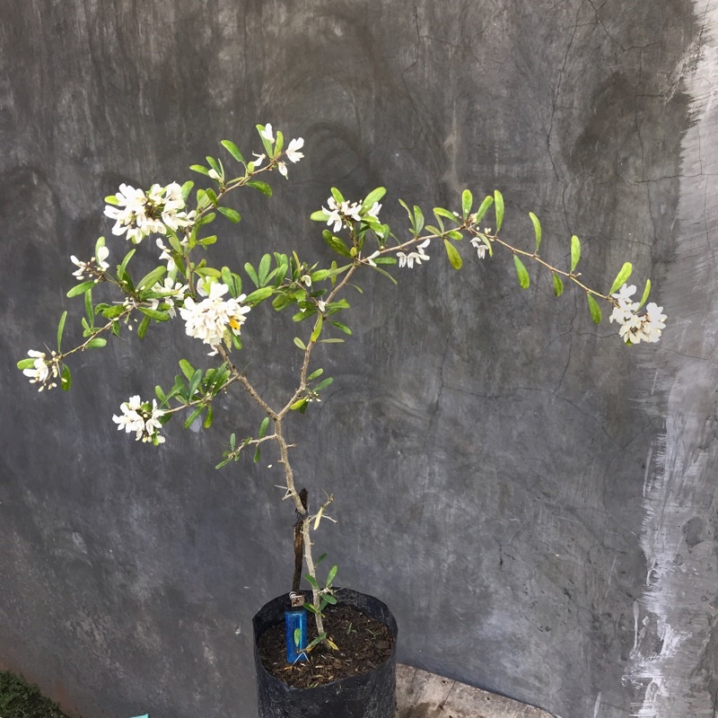 saeng simbur vietnam bunga putih bibit bonsai