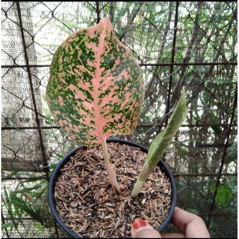 Aglonema Stardust Orange - Aglonema Stardust oren