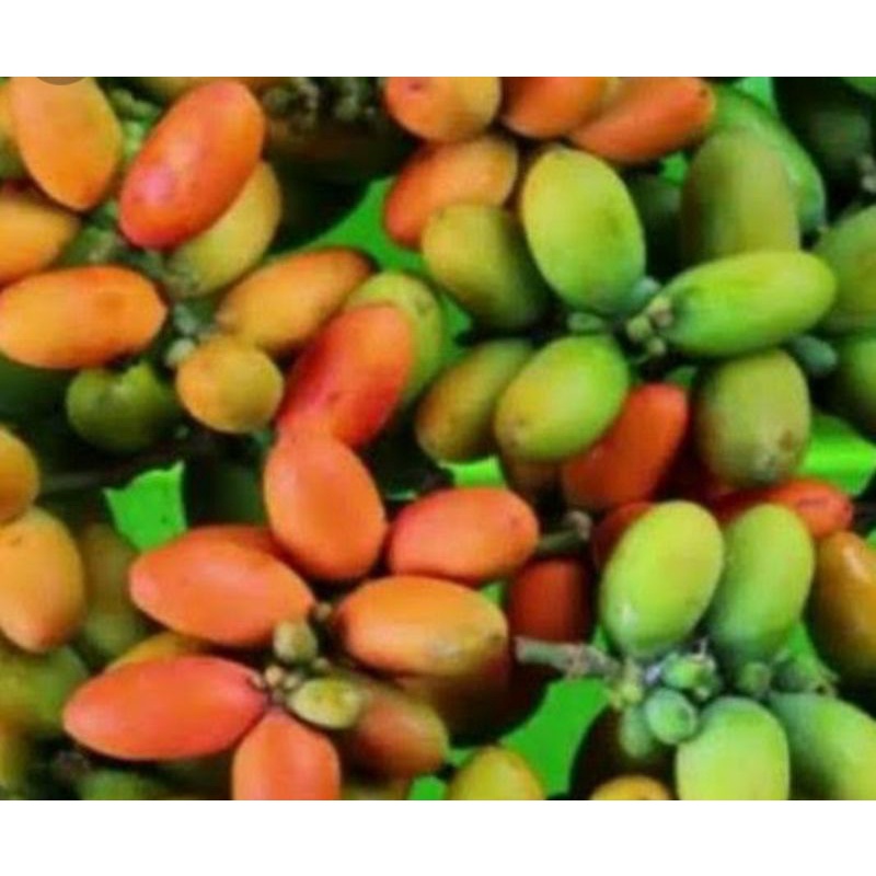 

BUAH MELINJO PER 250 GR SAYUR SEGAR PALEMBANG