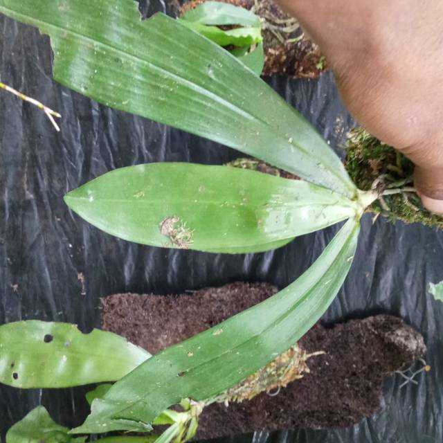 Phalaenopsis javanica