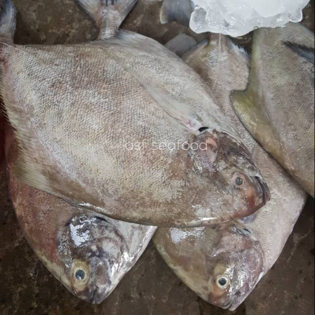 

Ikan Bawal Hitam / Black Pomfret Laut