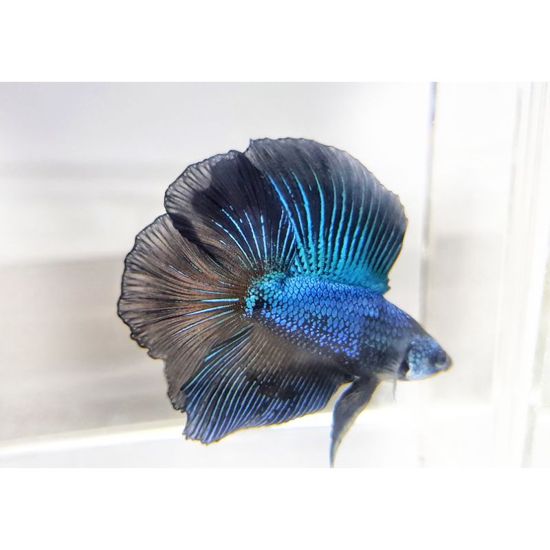 Ikan Cupang Halfmoon Black Green Lights