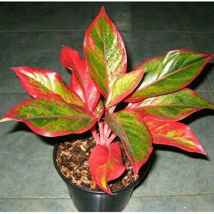 TANAMAN HIAS AGLONEMA LIPSTIK / POHON HIAS AGLONEMA LIPSTIK / AGLONEMA LIPSTIK