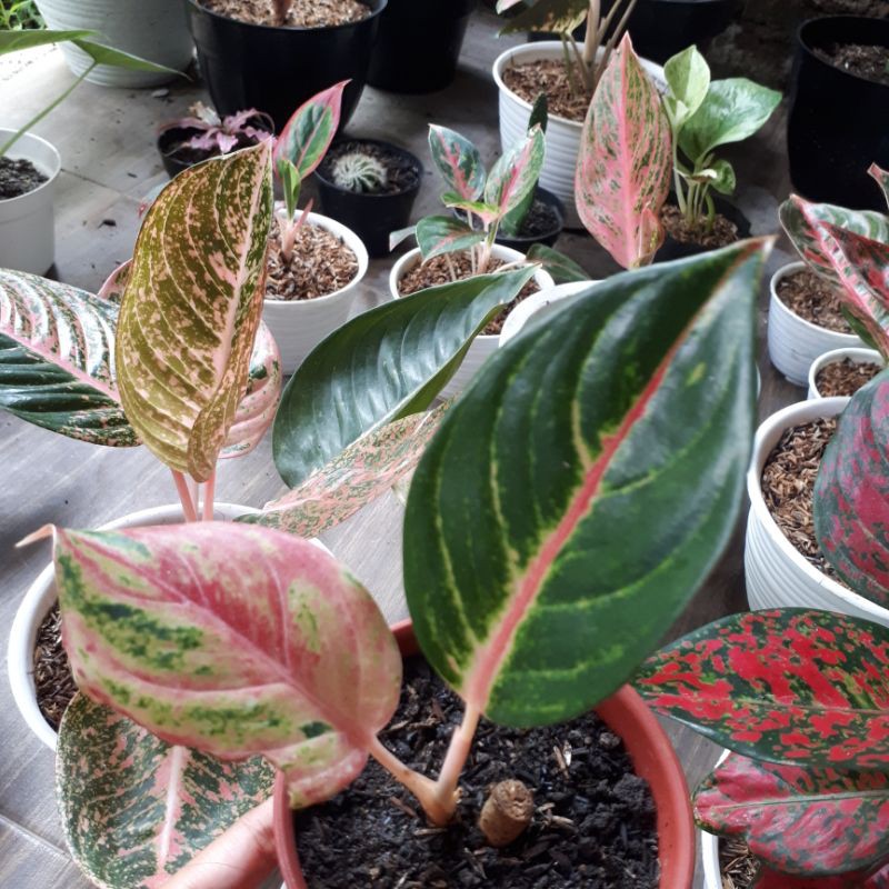 Aglaonema Esmeralda Golden