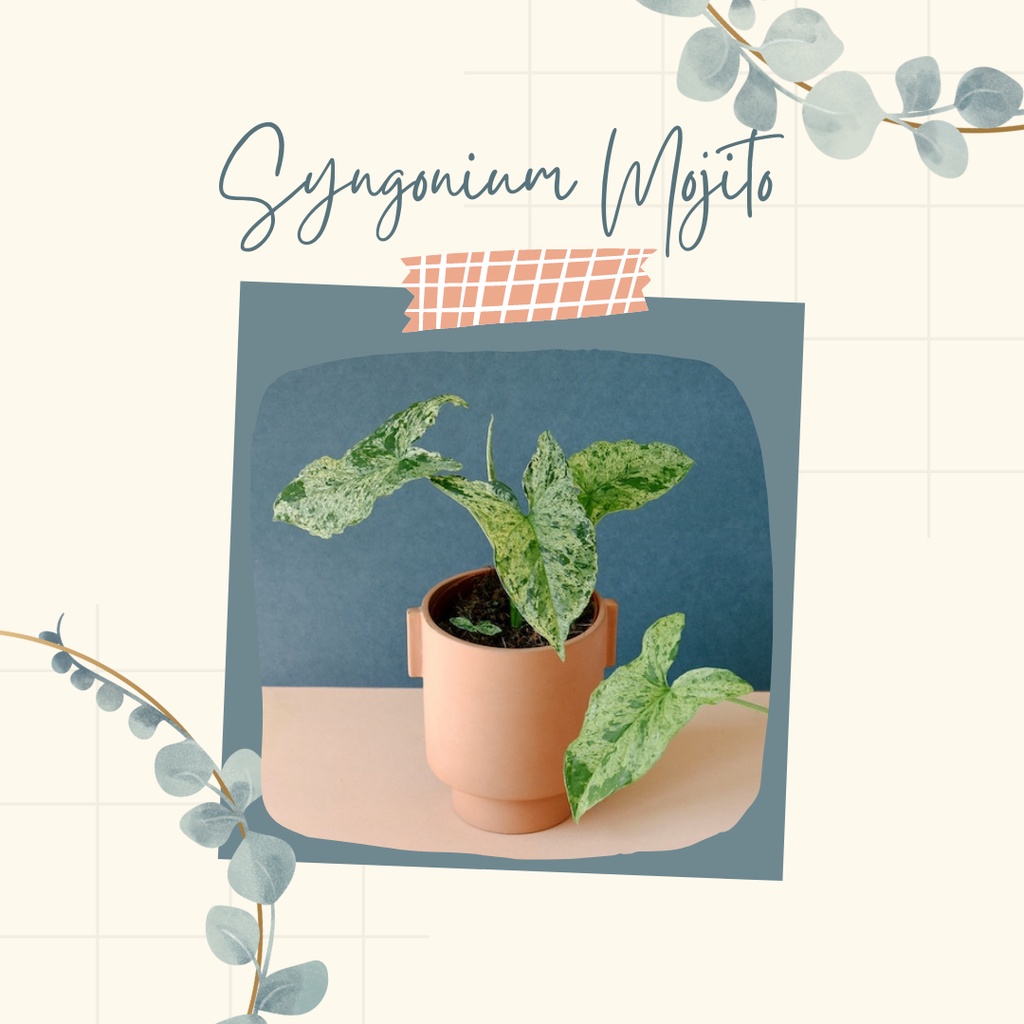 Tanaman Hias Syngonium Mojito Syngonium Mojito