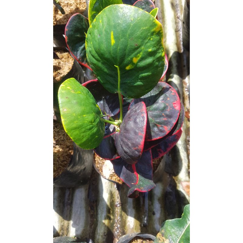 PURING IMPORT JENIS SRG SUPER RED GIAND