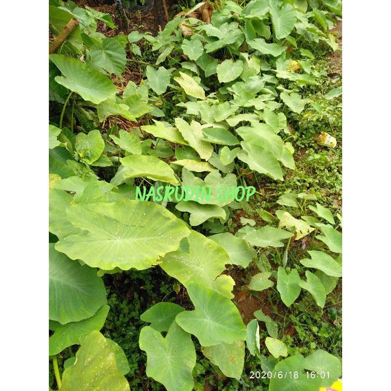 

[Fresh] DAUN TALAS LIAR SEGAR 1 KG LANGSUNG PETIK