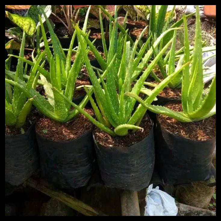 Tanaman Hias Lidah Buaya Aloe Vera Pot Shopee Indonesia