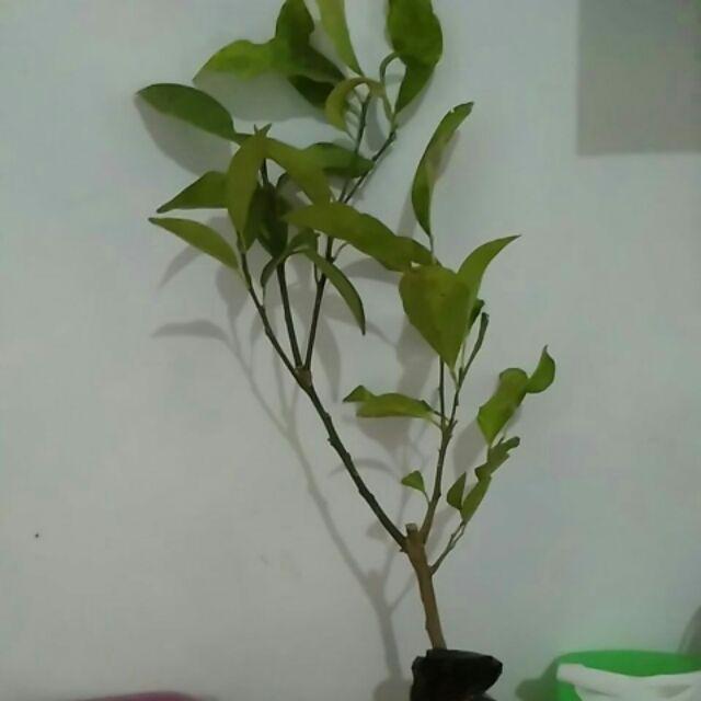 Bibit Jeruk Nagami