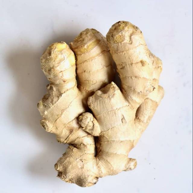 

JAHE SEGAR FRESH DARI KEBUN 1KG