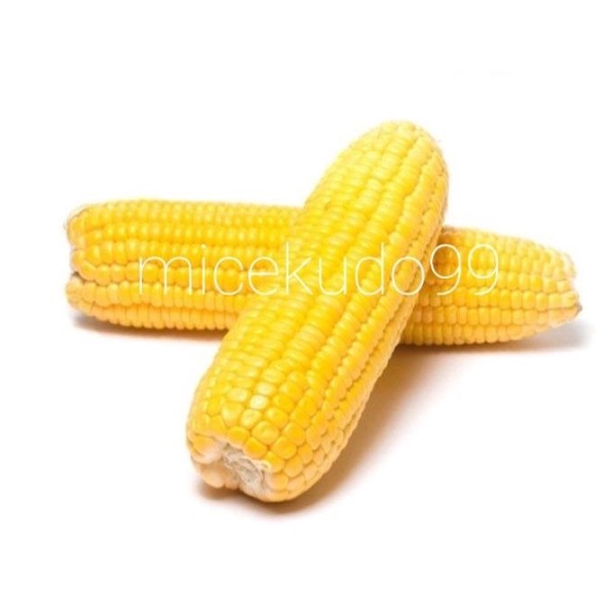 

JAGUNG MANIS KUPAS SEGAR / SWEET CORN FRESH