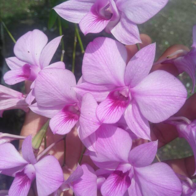 anggrek dendro larat