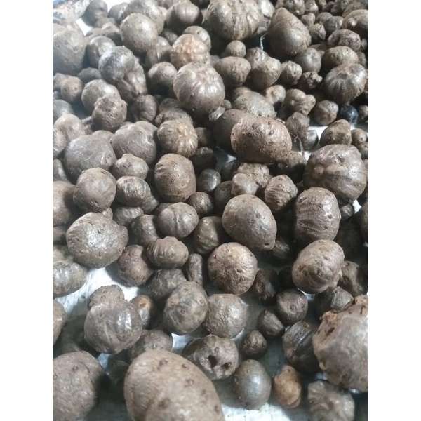 

katak Porang Campur