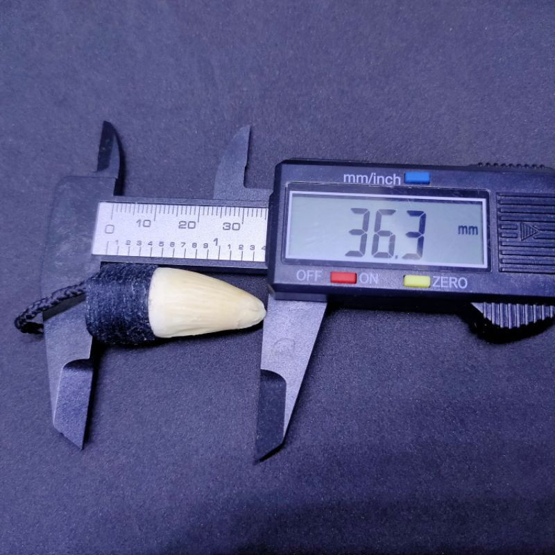 kalung gigi buaya asli 10