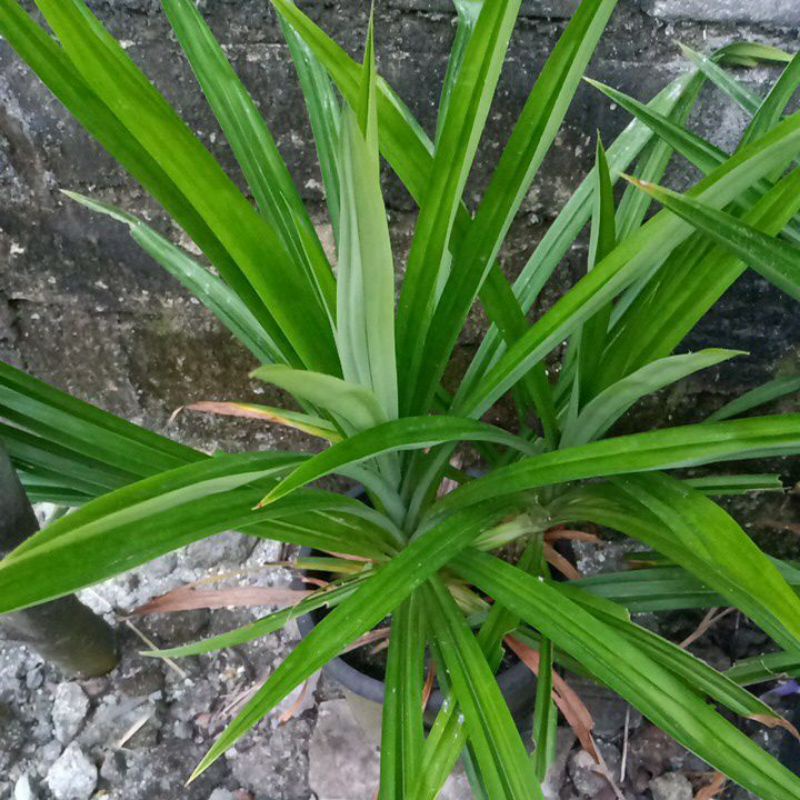 

Daun Pandan Fresh Segar Wangi Petik Langsung